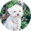 Maltese Puppy For Sale Seaside Pups Maltese Puppy For Sale - Seaside Pups